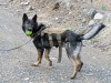 Sgt. Misa, a military working dog with the Tactical Explosive Detection Dog program assigned to 3rd Brigade Combat Team “Rakkasans,” 101st Airborne Division (Air Assault), is rewarded with a toy after his demonstration on his ability to find explosives at Forward Operating Base Salerno, Afghanistan Feb. 26, 2013. The TEDD program partners Soldiers and dogs to assist in finding road side bombs in support of Operation Enduring Freedom. (U.S. photo by Spc. Brian Smith-Dutton Task Force 3/101 Public Affairs)