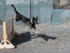 Sgt. Misa, a military working dog with the Tactical Explosive Detection Dog program assigned to 3rd Brigade Combat Team “Rakkasans,” 101st Airborne Division (Air Assault), jumps over a wall of an obstacle course during a demonstration on Forward Operating Base Salerno, Afghanistan, Feb. 26, 2013. The obstacle course is designed to test the dogs possible deployment scenarios, as well as keep them physically fit for duty. (U.S. photo by Spc. Brian Smith-Dutton Task Force 3/101 Public Affairs)