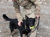 Pfc. William Clark,an infantryman dog handler assigned to 3rd Brigade Combat Team “Rakkasans,” 101st Airborne Division (Air Assault), rewards Spc. Hugo with some play time after a successful demonstration of bomb detection at Forward Operating Base Salerno, Afghanistan, Feb. 26, 2013. Hugo is a Czech shepard taught to smell the odor of explosives through the Tactical Explosive Detection Dog program. (U.S. photo by Spc. Brian Smith-Dutton Task Force 3/101 Public Affairs)