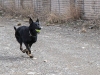 Spc. Hugo, explosive detection dog with the Tactical Explosive Detection Dog program assigned to 3rd Brigade Combat Team “Rakkasans,” 101st Airborne Division (Air Assault), returns after a successful demonstration at Forward Operating Base Salerno, Afghanistan, Feb. 26, 2013. Hugo is a Czech shepard taught to smell the odor of explosives through the TEDD program. (U.S. photo by Spc. Brian Smith-Dutton Task Force 3/101 Public Affairs)