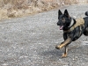 Sgt. Misa, a military working dog with the Tactical Explosive Detection Dog program assigned to 3rd Brigade Combat Team “Rakkasans,” 101st Airborne Division (Air Assault), demonstrates his ability to find explosives at Forward Operating Base Salerno, Afghanistan Feb. 26, 2013. The TEDD program partners Soldiers and dogs to assist in finding road side bombs in support of Operation Enduring Freedom. (U.S. photo by Spc. Brian Smith-Dutton Task Force 3/101 Public Affairs)