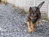 Sgt. 1st Class Rocky, a military working dog with the Tactical Explosive Detection Dog program assigned to 3rd Brigade Combat Team “Rakkasans,” 101st Airborne Division (Air Assault), returns with his favorite toy after completing the obstacle course on Forward Operating Base Salerno, Afghanistan, Feb. 26, 2013. The obstacle course is designed to test the dogs possible deployment scenarios as well as keep them physically fit for duty. (U.S. photo by Spc. Brian Smith-Dutton Task Force 3/101 Public Affairs)