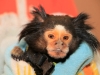 Mormoset Monkey \"Gizzy\" recovered by Petersburg Police. (Photo by CPD – Jim Knoll)