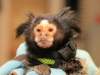 Mormoset Monkey \"Gizzy\" recovered by Petersburg Police. (Photo by CPD – Jim Knoll)