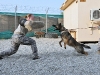 U.S. Army Staff Sgt. Sabrina Lindahl of Oroville, CA., 230th Military Police Company, Task Force Bastogne, removes Bertje, a patrol explosives detector dog with the 230th Military Police Company K9 unit, from the arm of U. S. Army Sgt. Okan Scott of Alexandra, VA, 300th Mobile Public Affairs Detachment, Task Force Bastogne, after simulating a criminal on the run in eastern Afghanistan’s Nangarhar Province August 13th.