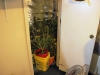 Agents found 15 marijuana plants growing in and outside of a home Saturday.