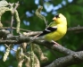 A goldfinch 