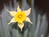 Yellow Daffodils