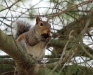 Eastern Grey Squirrel