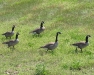 Canadian Geese