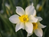 Paperwhite Narcissus