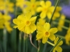 Jonquil Narcissus