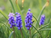 Grape Hyacinth