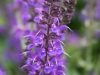 Purple Larkspur