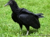 Casey the Vulture