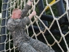 1st Lt. Keller climbs down the cargo net as part of the as part of the tough one obstacle at the Toughest Air Assault Soldier Competition