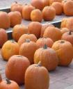 co-pumpkins-close-up