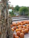 co-pumpkins
