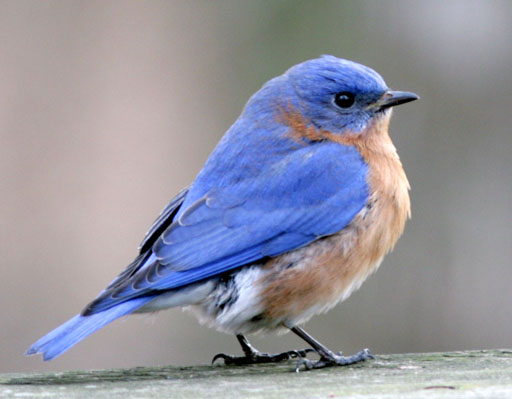 co-birds-eastern-bluebird-photo.jpg