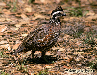 co-birds-northern-bobwhite-photo.jpg