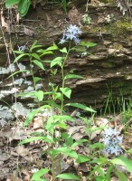 Blue Dogbane