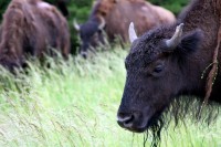 Bison at Land Between the Lakes.