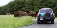 lbl-bison-blocking-traffic