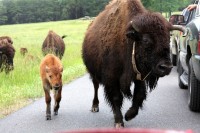 lbl-bison-mother-and-calf-at-the-car1