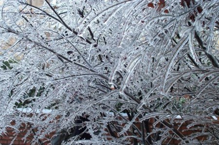 During an ice storm, ice can form on trees and power lines.