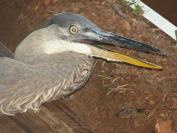 heron-close-up Heron, close-up