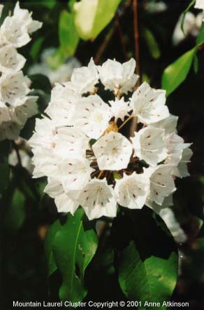 mountain-laurel