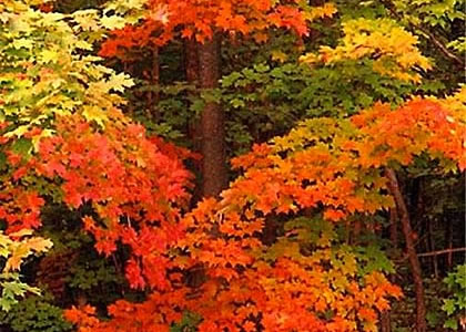 crimson_maple_trees