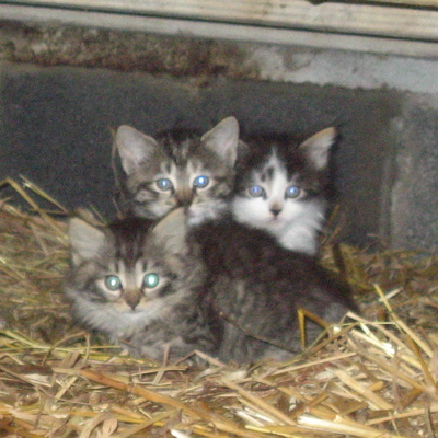 kittens