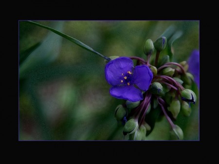 blue-flower-30x40