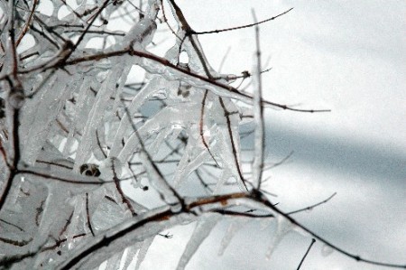 ice_branch