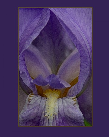 iris-purple-background-printed