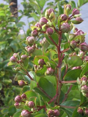 crepe-myrtle-flower