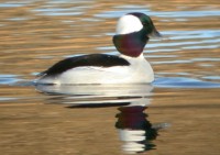 Bufflehead - (Photo Courtesy of King County Water and Land Resources Division.)