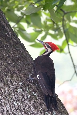 A Pileated Woodpecker (Mike and Jean Drummond)