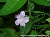 Wild Petunia