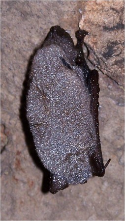 Easter Pipistrelle bat covered with dew