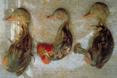 Selenium bioconcentration in duck embryos can cause deformities such as malformed beaks and feet (middle embryo) and low embryo survivability (left and right embryos were dead at time of collection). Photo courtesy of the U.S. Fish and Wildlife Service.