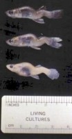 Fish deformities caused by toxic exposure to Selenium