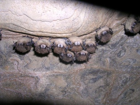 Little brown bats in NY hibernation cave. Most of the bats exhibit fungal growth on their muzzles. (Nancy Heaslip, NY Dept of Environ. Conservation.)