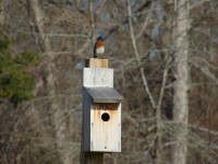 A Blue Bird on a Blue Bird box