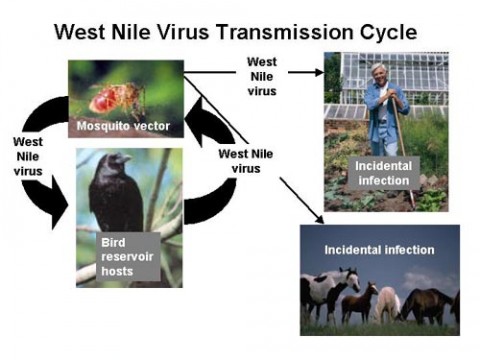 The West Nile Virus life cycle