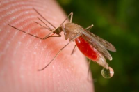 A mosquito bites a human A mosquito bites a human