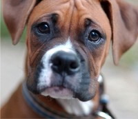 A boxer A boxer