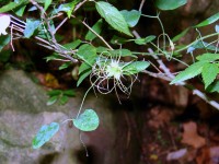 The fruit of the Clematis