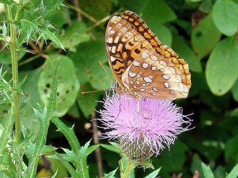 Butterfly on Thistle